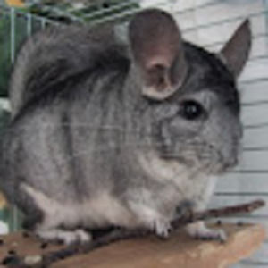 Meet your Posher, Roman